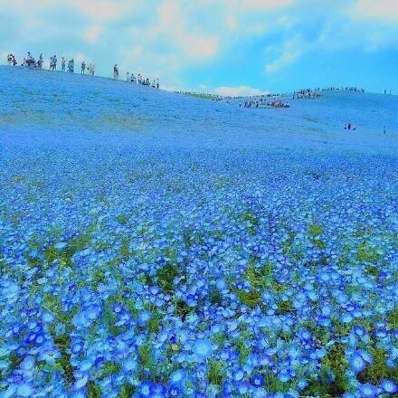 日本hitashi公园的蓝色粉蝶花,超美的花海