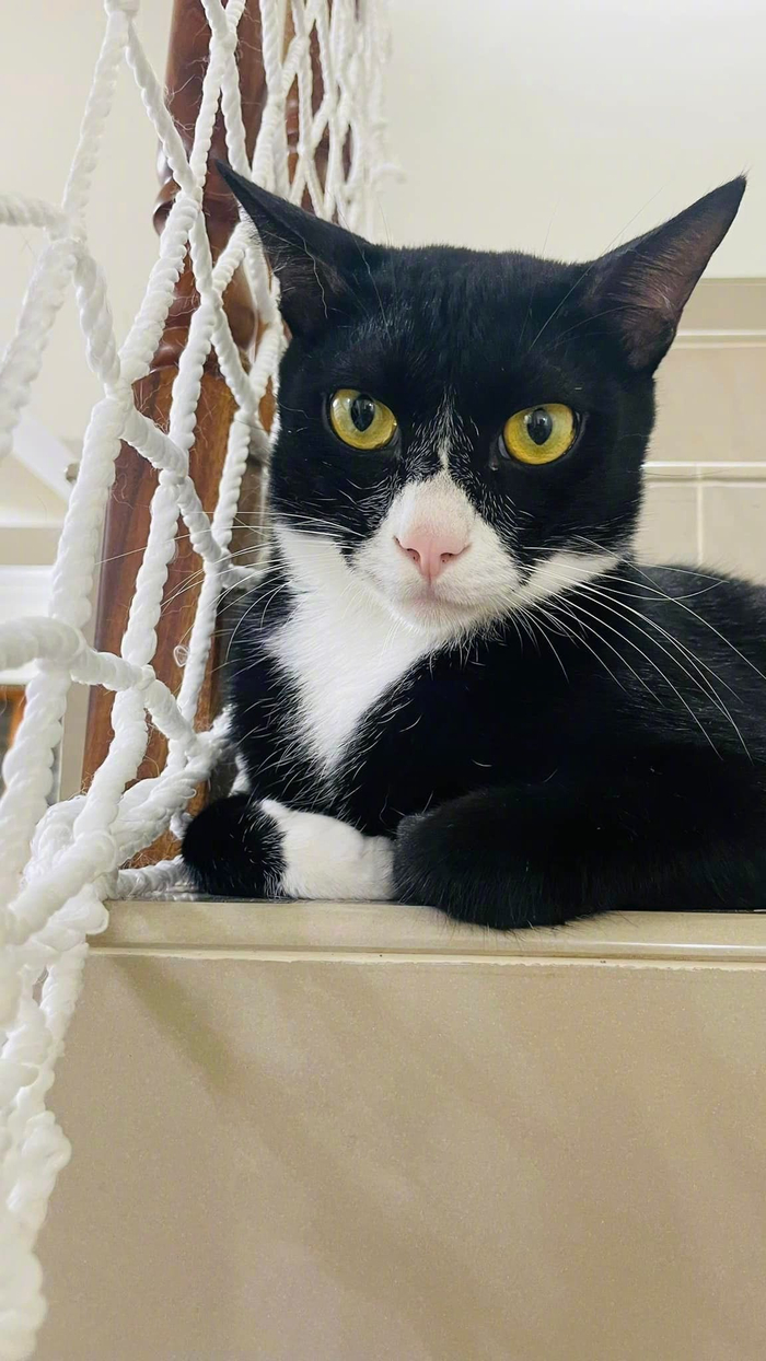 这是养了一只蝙蝠猫吧!