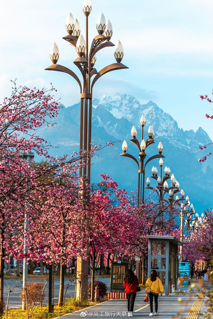 玉龙雪山脚下丽江古城内外满大街的樱花盛开了春色浪漫