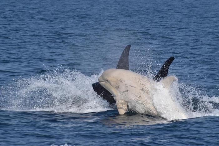 白化虎鲸图片