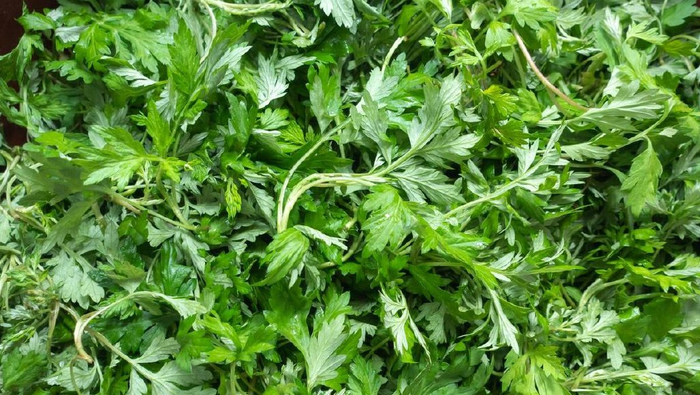 新鲜艾草能保存吗?