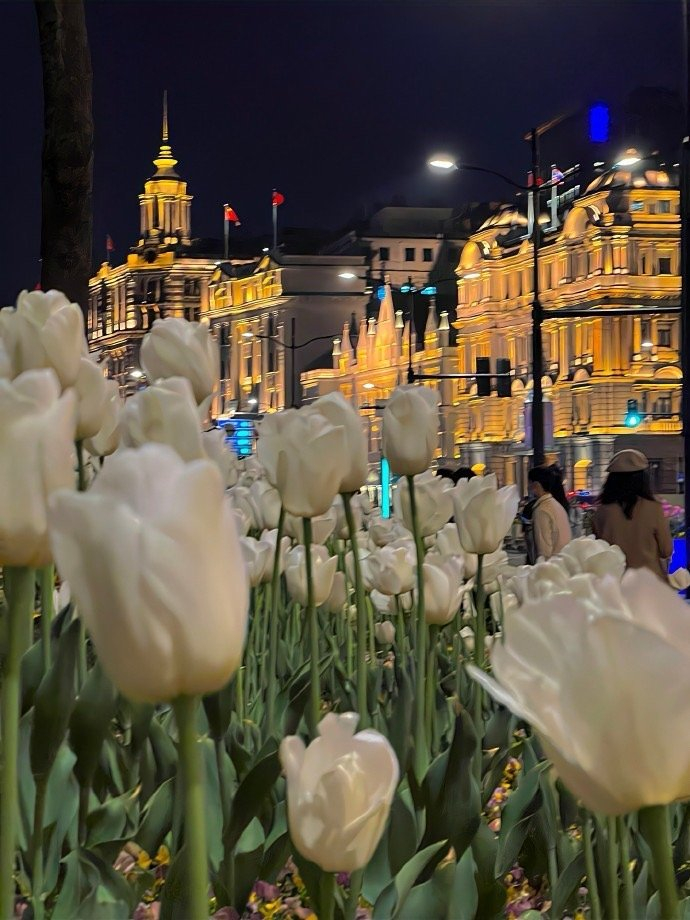 上海外滩的郁金香