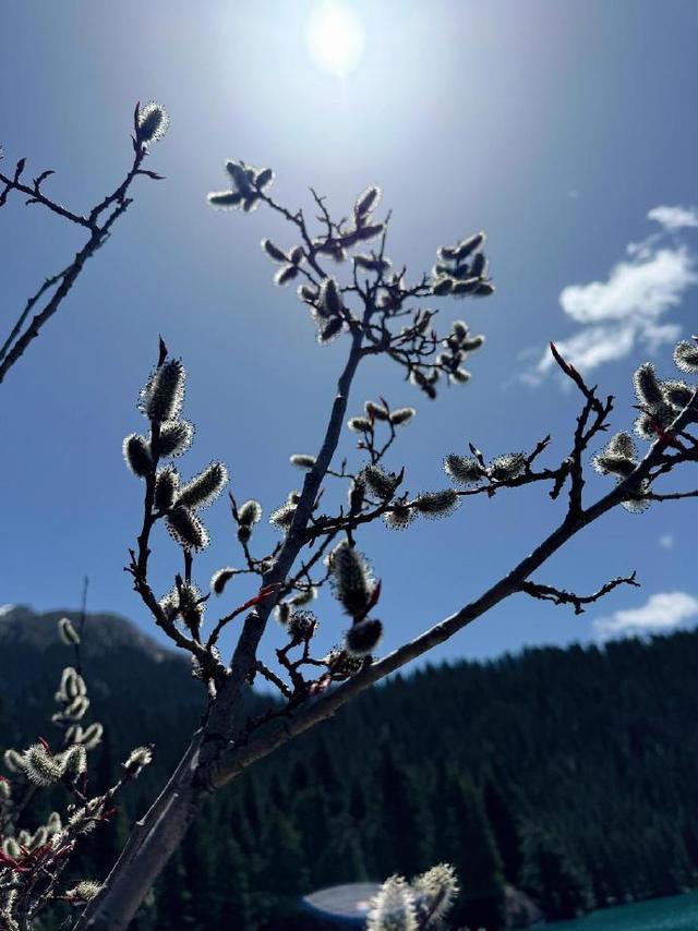 夏入措普沟！雪峰倒映碧蓝湖面，漫山野花铺满草甸，藏寨炊烟袅袅升起