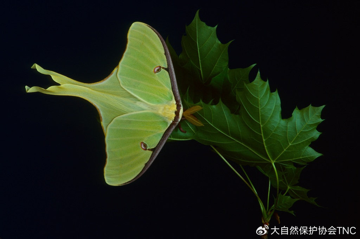 小科普 | 11种野生多彩飞蛾,点亮您的一天(上)