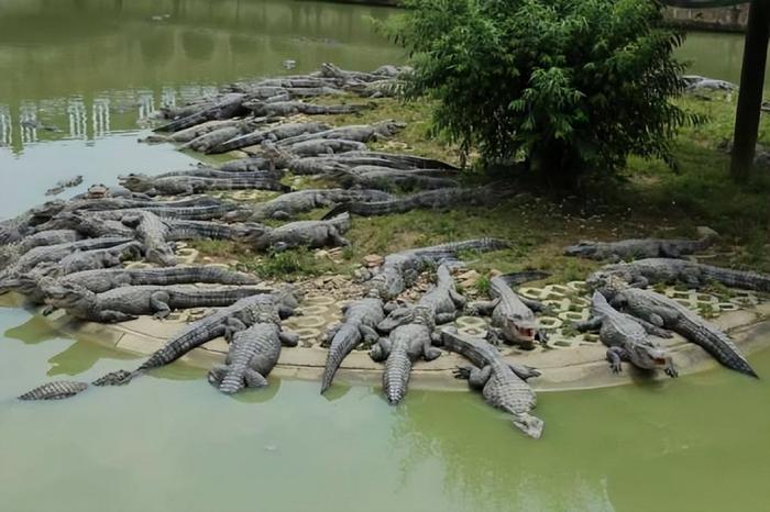 武汉钓友长江中发现多条鳄鱼,还是危险的暹罗鳄!来源有三种可能