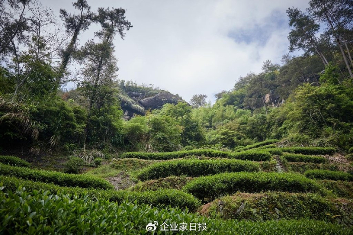 能做出状元肉桂的金交椅山场到底什么来头?|山场|肉桂|交椅_新浪新闻