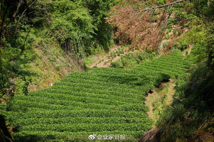 能做出状元肉桂的金交椅山场到底什么来头?|山场|肉桂|交椅_新浪新闻