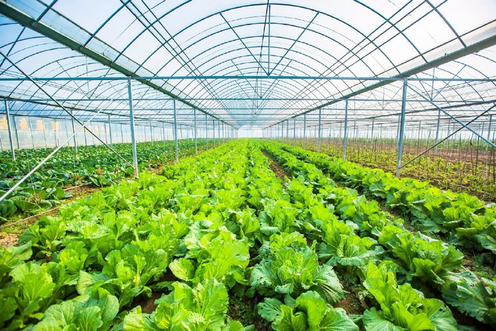 安徽宿松金坝采摘基地乡村旅游看宿松藏着人们向往的乡村生活