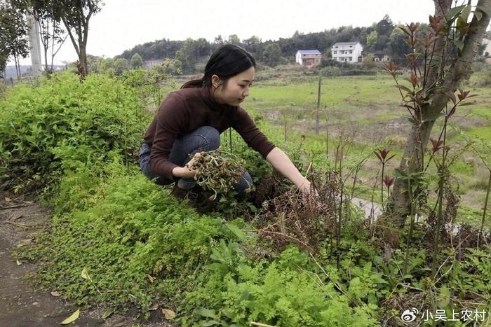 厥菜人工种植图片