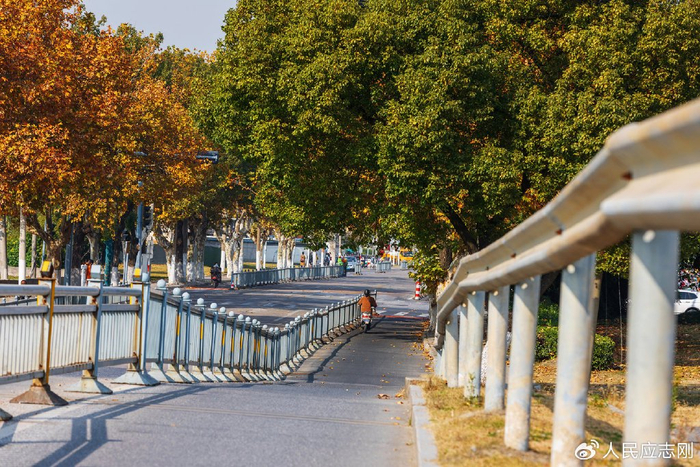 齐门北大街的法桐树藏着一座城最初的记忆
