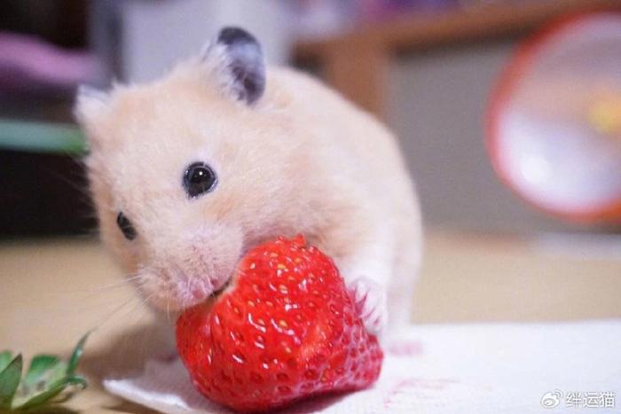 金丝熊可以吃草莓吗?金丝熊的美味选择:草莓的可行性分析