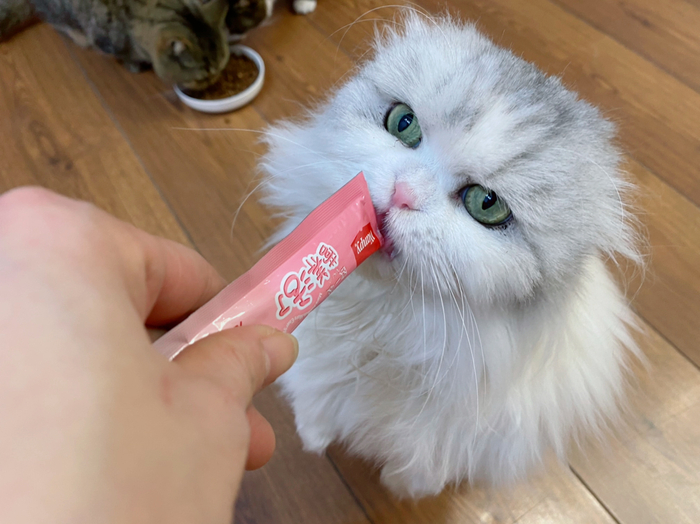 小阿毛也有,就是没被选上,估计吃相不美被嫌弃了,还有大头糖糖妹宝