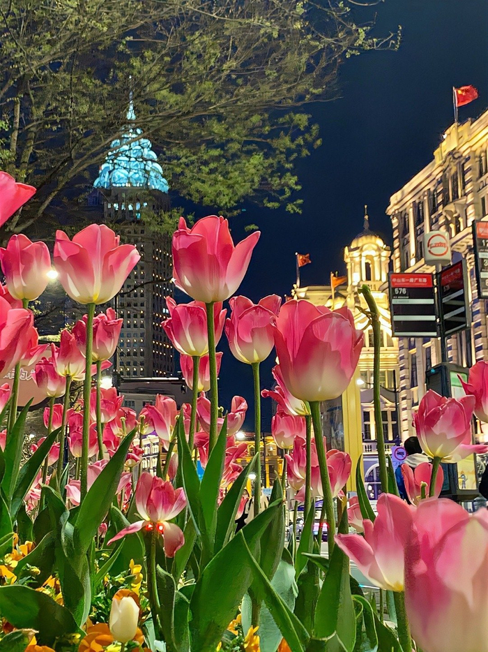 上海外滩的郁金香