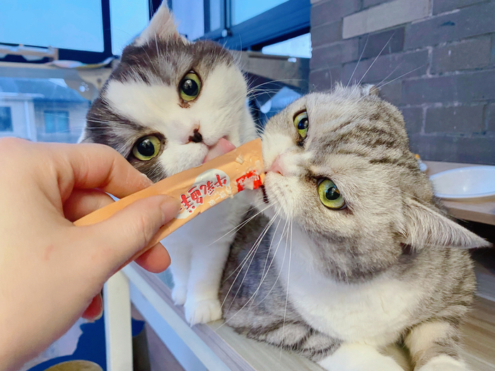 小阿毛也有,就是没被选上,估计吃相不美被嫌弃了,还有大头糖糖妹宝