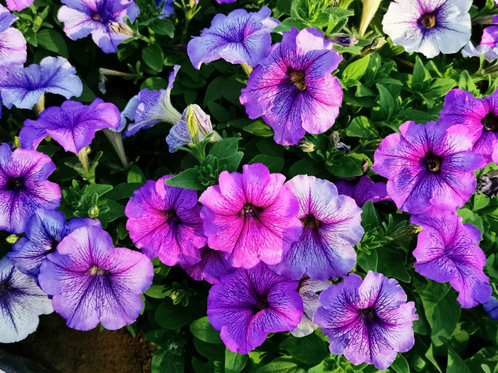 粉紫色矮牵牛,原创拍摄__财经头条