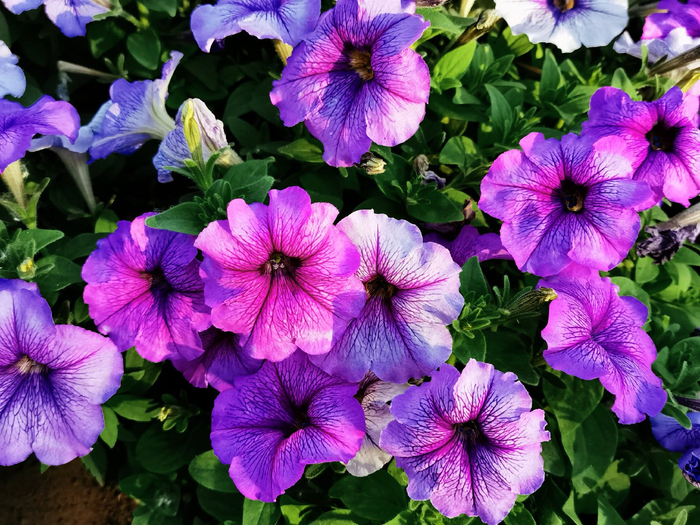 粉紫色矮牵牛,原创拍摄__财经头条