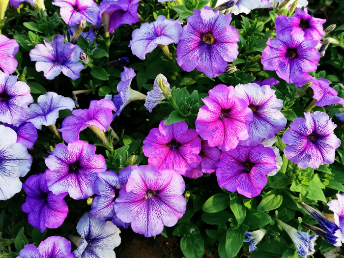 粉紫色矮牵牛,原创拍摄|矮牵牛|粉紫色|原创_新浪新闻