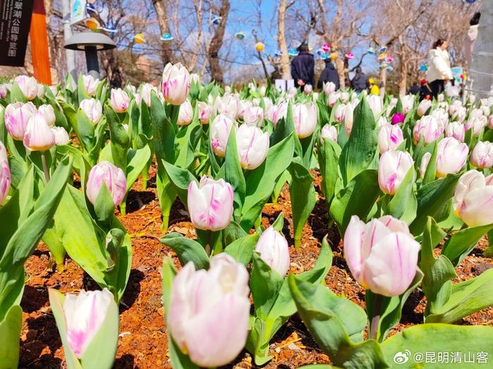 翠湖公园郁金香花展图片