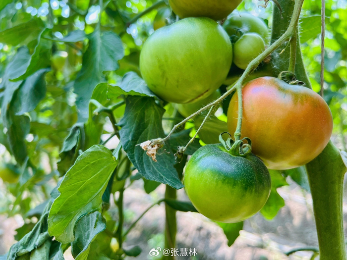 盘锦西红柿,最大的特点就是有红有绿,半生不熟最好吃