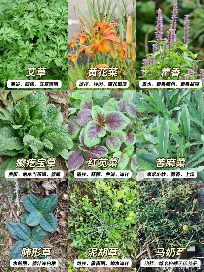 常见野菜名字图片