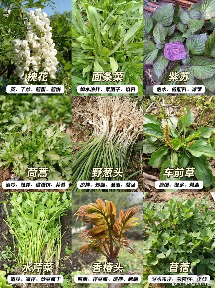 甘肃的野菜名字与图片图片