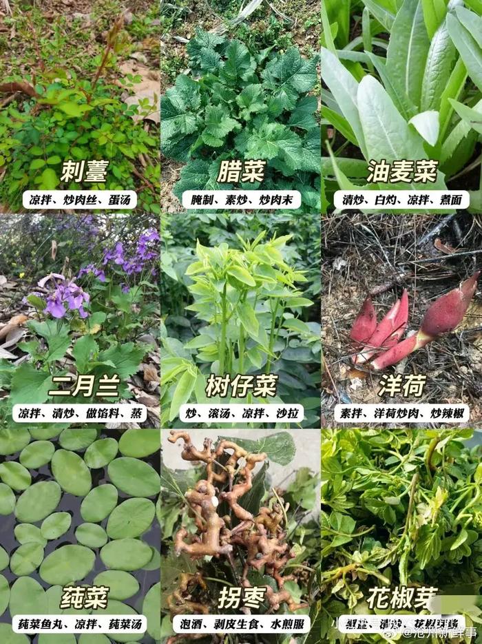 甘肃的野菜名字与图片图片