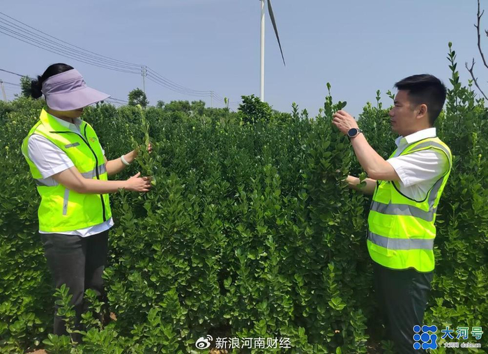 全国首单北海道黄杨树(灌木)商业林碳汇指数保险落地周口
