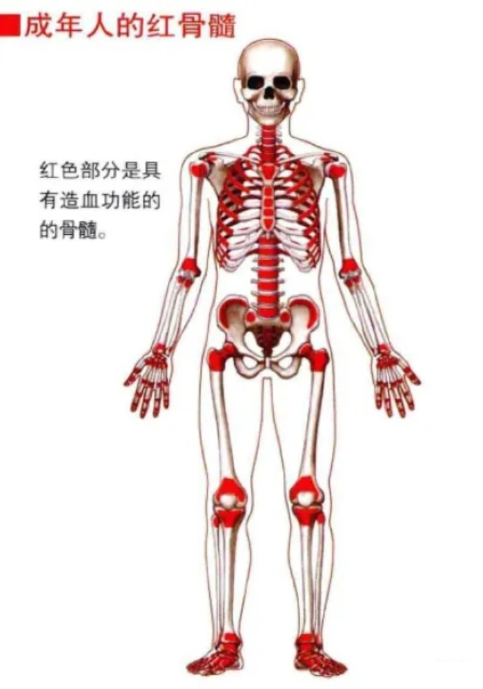 人体骨骼图解