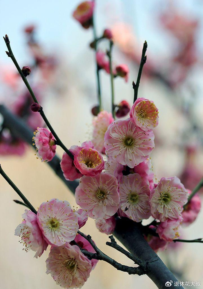 樱花、梅花、海棠花分不清楚？教你一个快速鉴别的小妙招|梨花|杏花|桃花|花朵|枝条_新浪新闻