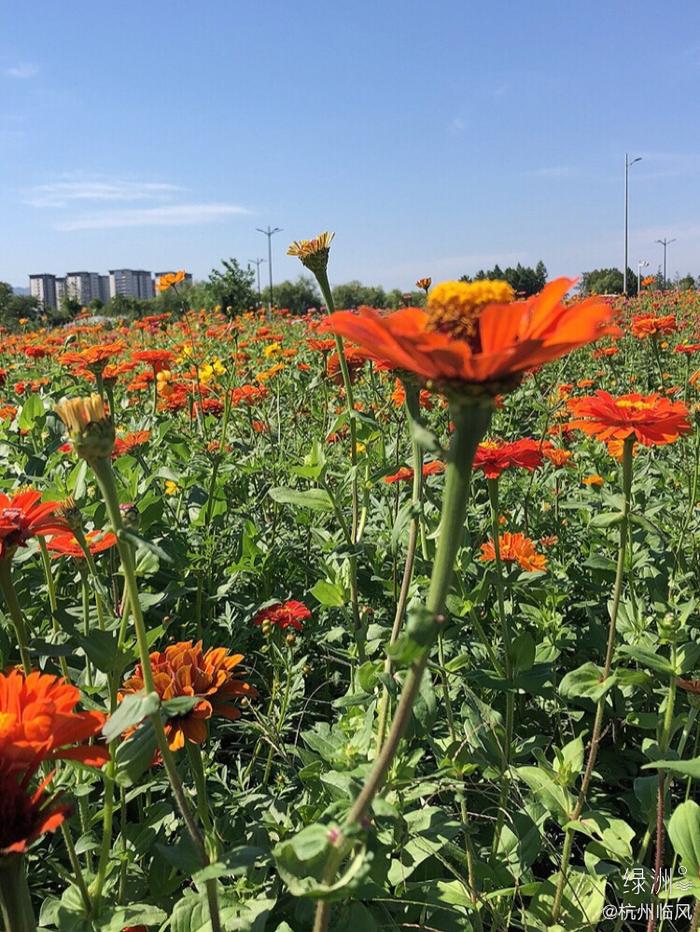 萧山湘湖花海图片