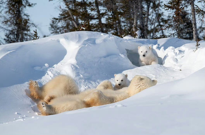 温馨的北极熊一家