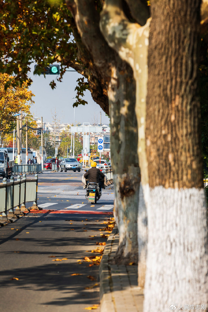 齐门北大街的法桐树藏着一座城最初的记忆