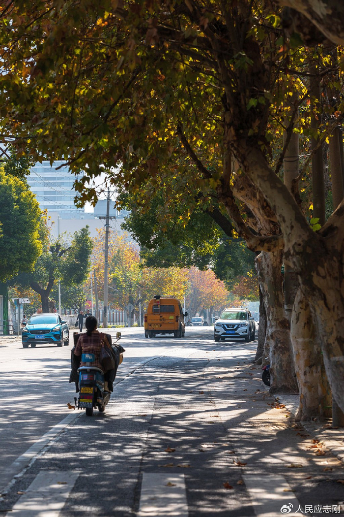 齐门北大街的法桐树藏着一座城最初的记忆