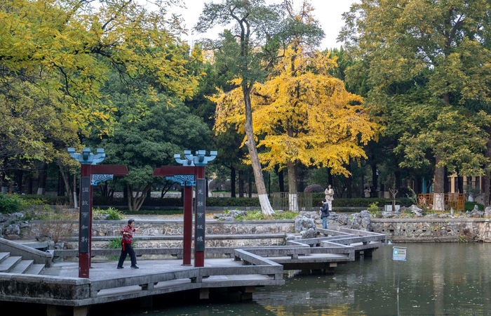 南师大随园银杏