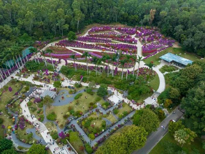 這裡的簕杜鵑花開正好→|深圳市|蓮花山公園_新浪新聞