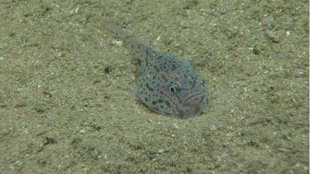 一种单棘躄鱼趴在海底(图片来源:noaa)这也是单棘躄鱼需要憋气的原因