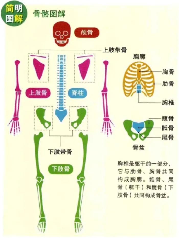 人体骨骼图解