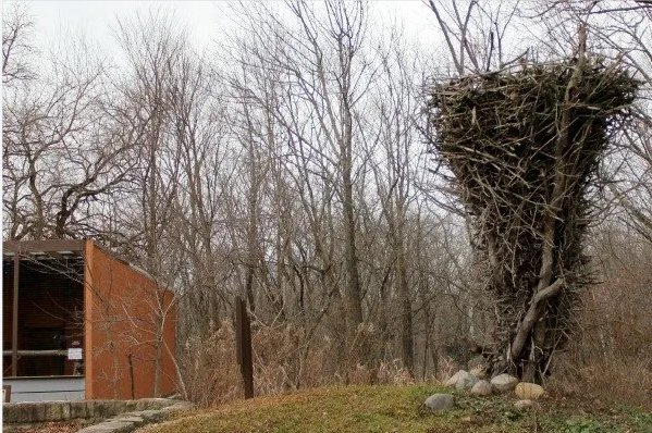 4层别墅式的鸟窝,在鸟类中属于什么水平?