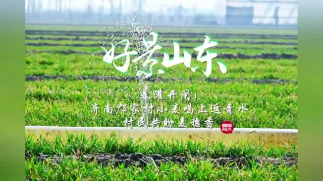 果然视频好景山东济南邝家村小麦春灌开闸村民共盼麦穗香