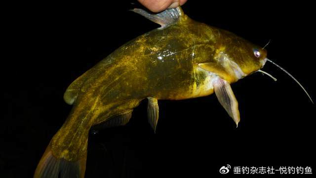 鱼的大小得相对来看我钓的这些绝对称得上大鱼
