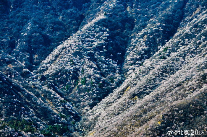春日山花烂漫最美山野之丑儿岭摄影