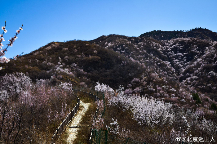 春日山花烂漫最美山野之丑儿岭摄影