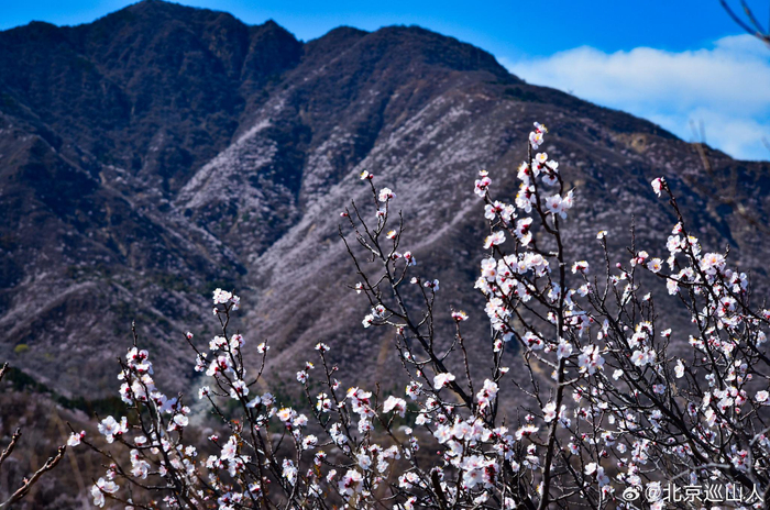 春日山花烂漫最美山野之丑儿岭摄影