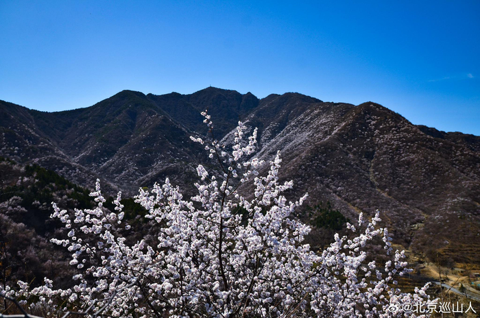 春日山花烂漫最美山野之丑儿岭摄影