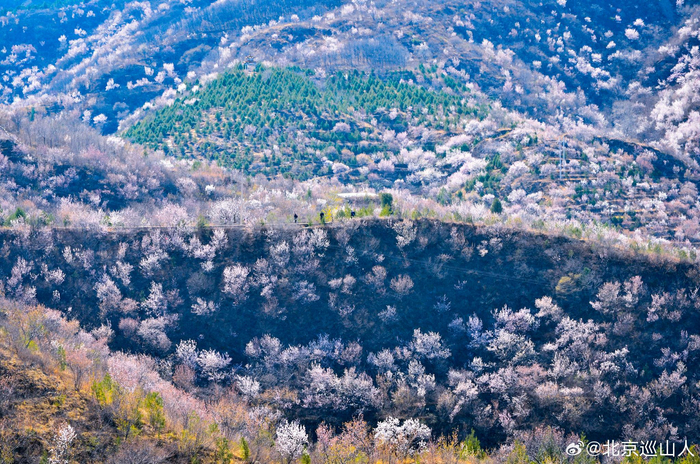 春日山花烂漫最美山野之丑儿岭摄影