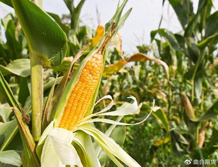 乌克兰玉米价格可能达到每吨200美元