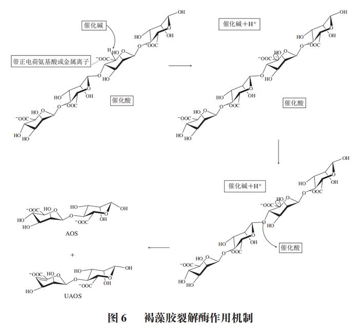中国海洋大学牟海津教授,李东钰博士等:不同结构褐藻胶寡糖的制备