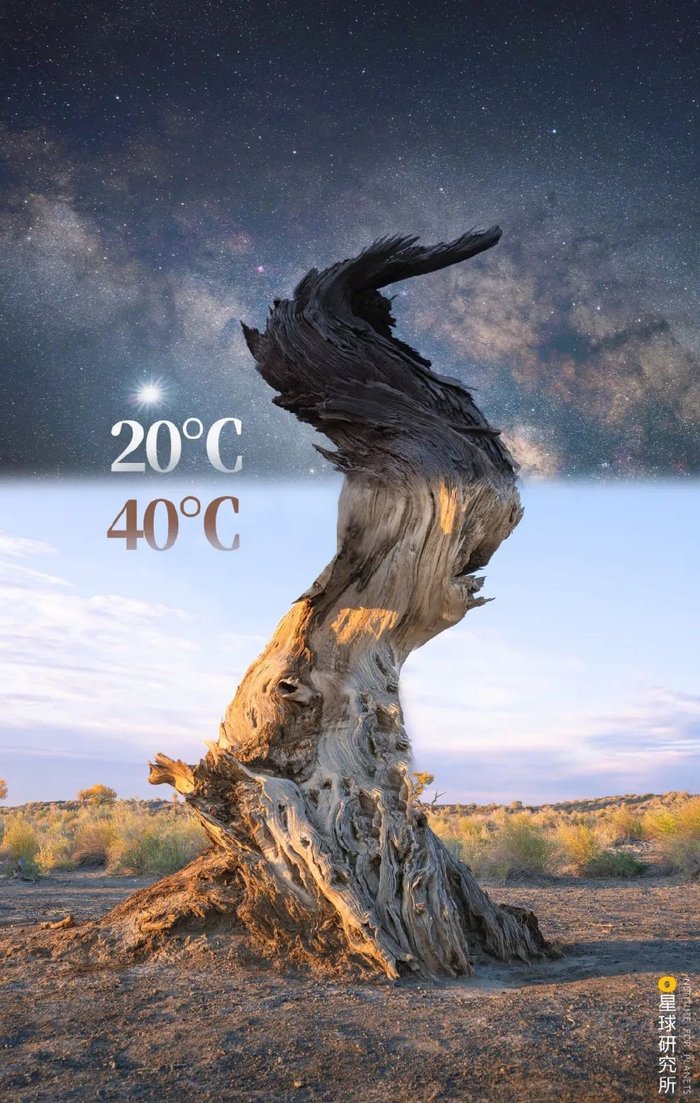 ▼(昼夜间的南疆胡杨,图上温度表示夏季昼夜温度,摄影师@杨志涛&视觉