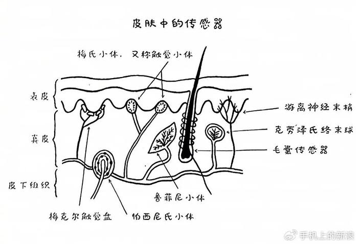 毛囊结构图高清图片