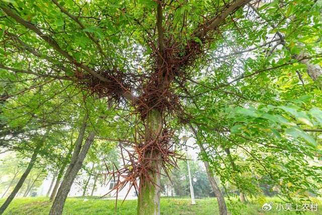 浑身长满刺的皂角树,它却有4大厉害妙用,会用就是宝|皂角树|皂角|浑身